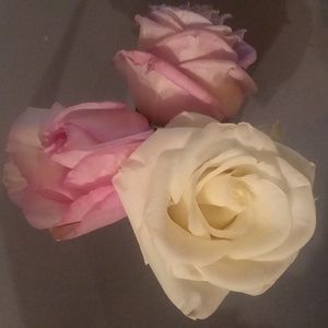 Meet your Posher, Dee